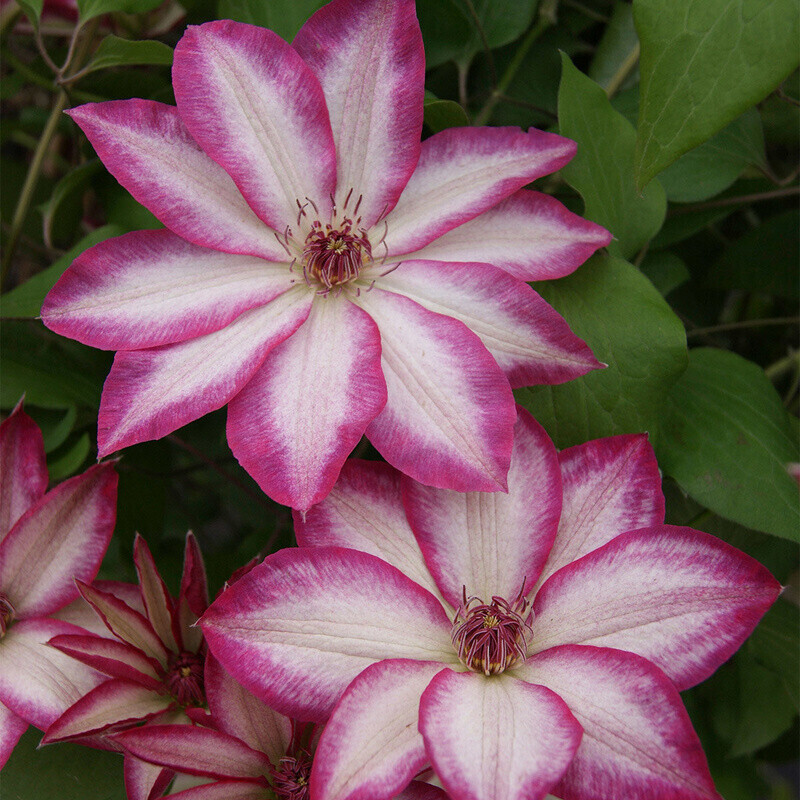 Gärtner Pötschke Clematis Picotee im 17cmTopf ab 11,99
