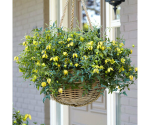 Gärtner Pötschke Clematis Little Lemons im 17cmTopf ab 12,99