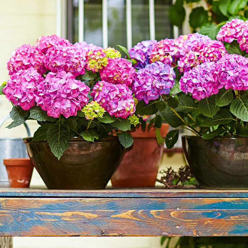 Gärtner Pötschke Hortensie Diva fiore violett im 22cmTopf ab 22,95