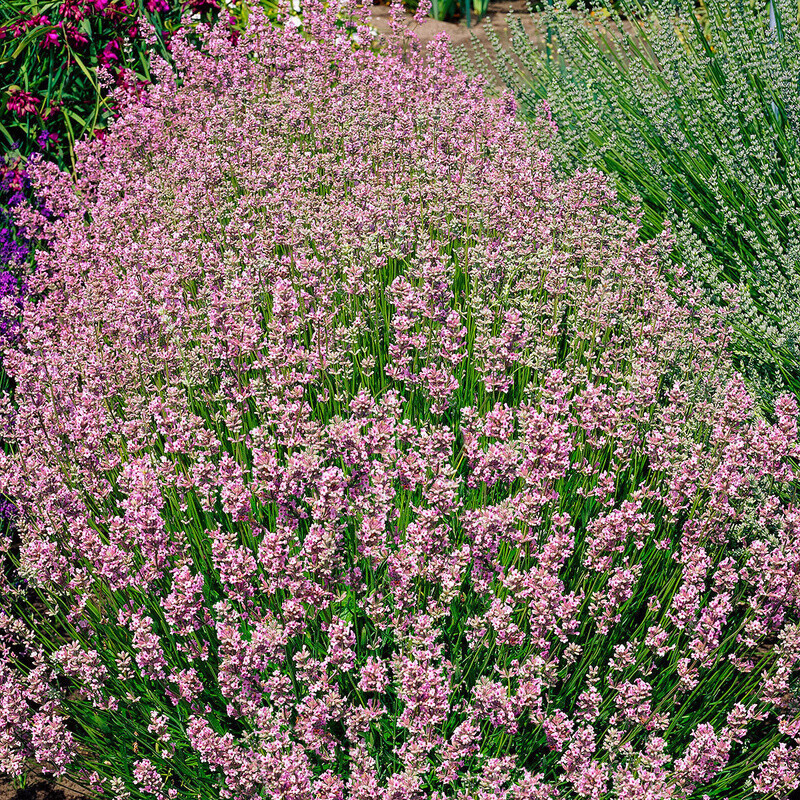 Gärtner Pötschke Lavendel rosa ab 2,99 € Preisvergleich bei idealo.de