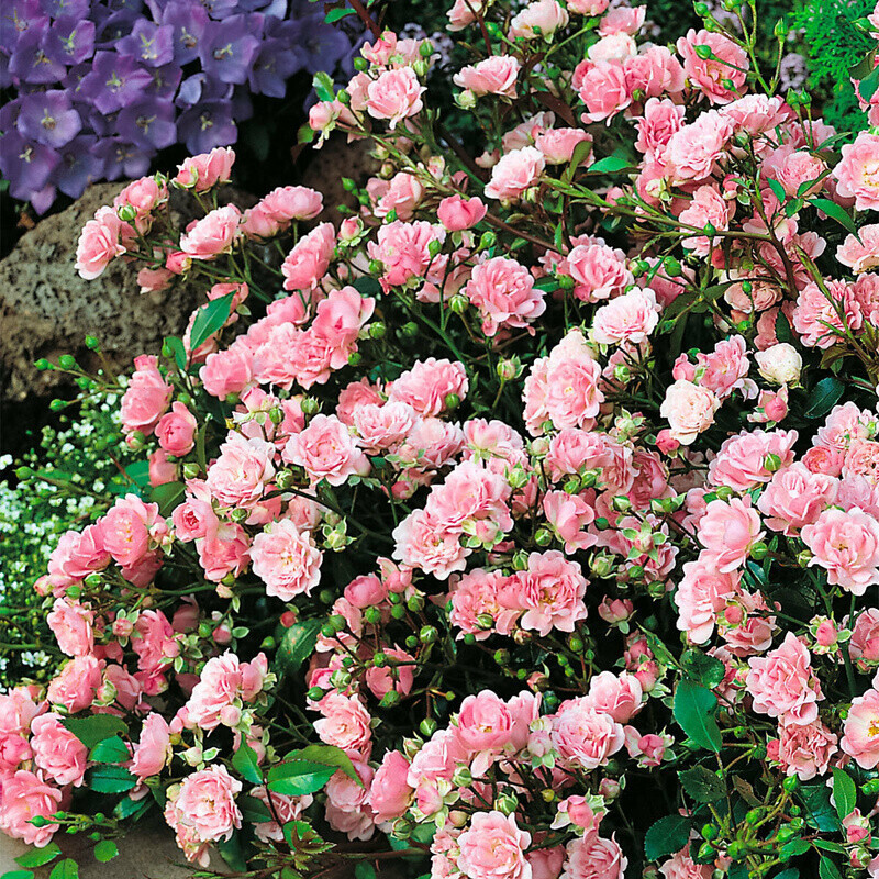 Gärtner Pötschke Bodendeckerrose The Fairy im 23cmTopf ab 14,99