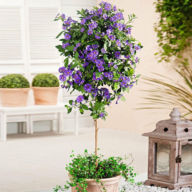 Gärtner Pötschke Enzianbaum azurblau ab 19,99 € Preisvergleich bei