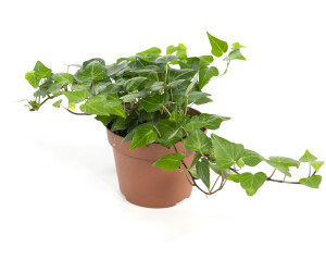MeinGartenCenter24 Hedera helix Wilco 13cmTopf kleinblättriger Efeu