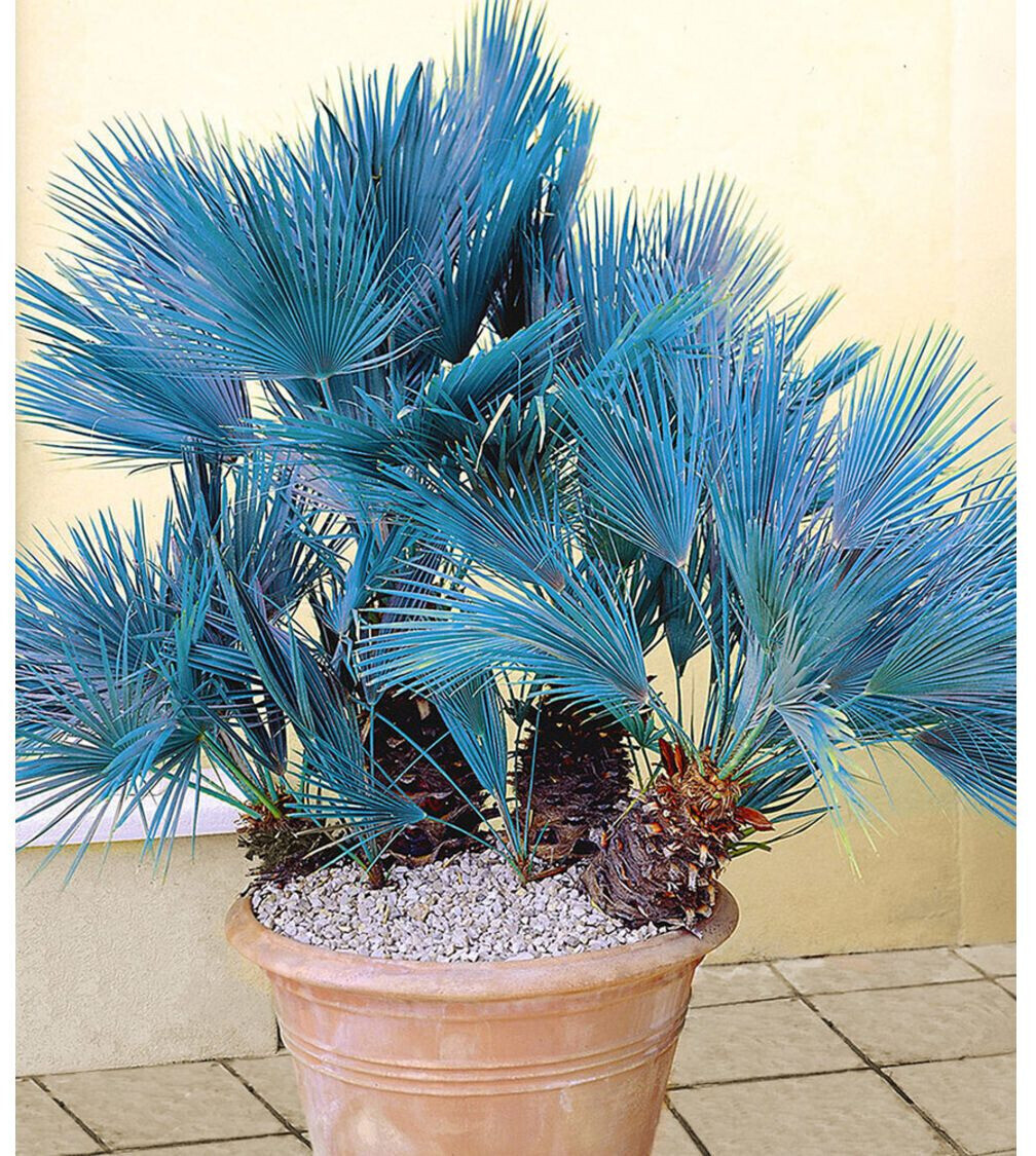 BaldurGarten Winterharte PalmenSortiment KübelPalme + Blaue Zwerg