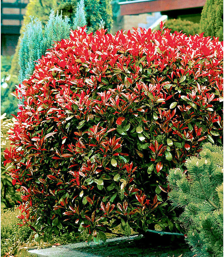 BaldurGarten Immergrüne HeckenKollektion 2 Pflanzen (H41444) ab 9,99