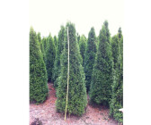 Lebensbaum "Smaragd" C1 Thuja occidentalis smaragd Höhe ca 20-30 cm