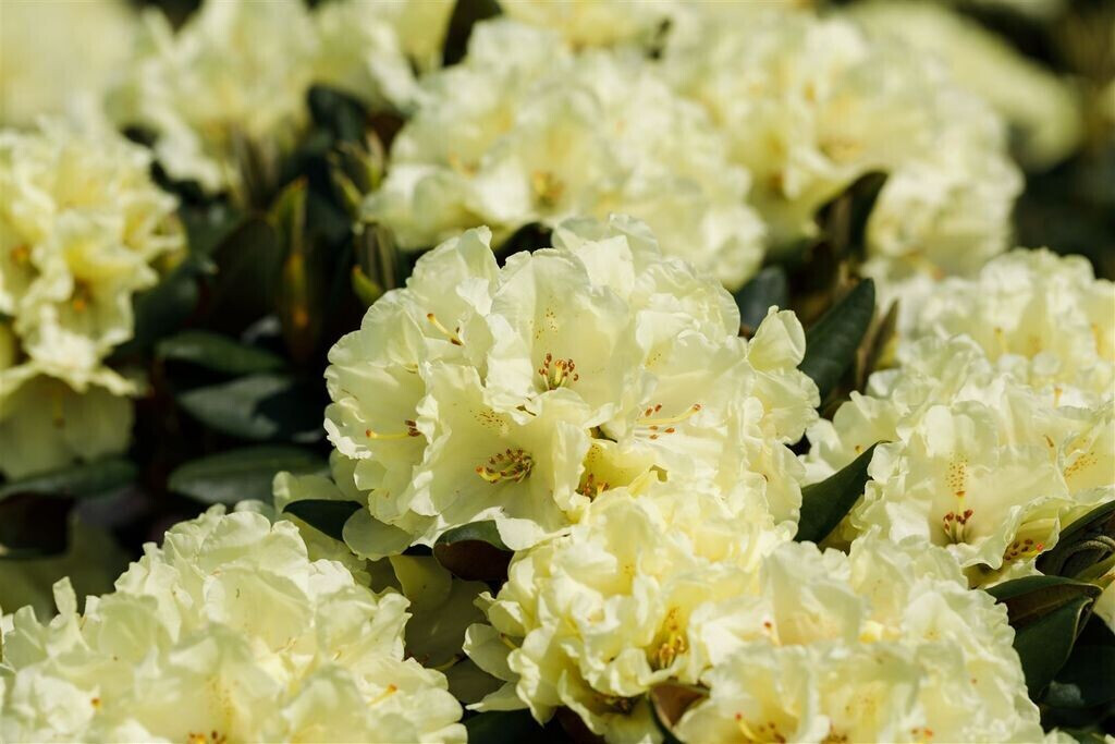 Pflanzenfürdich Rhododendron INKARHO gelbe Dufthecke 5L 40 60 ab 34