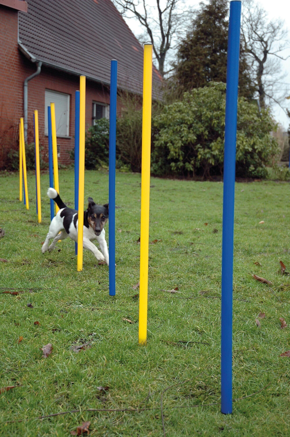 Dobar Slalom agility 50807 Dobar Slalom agility 50807