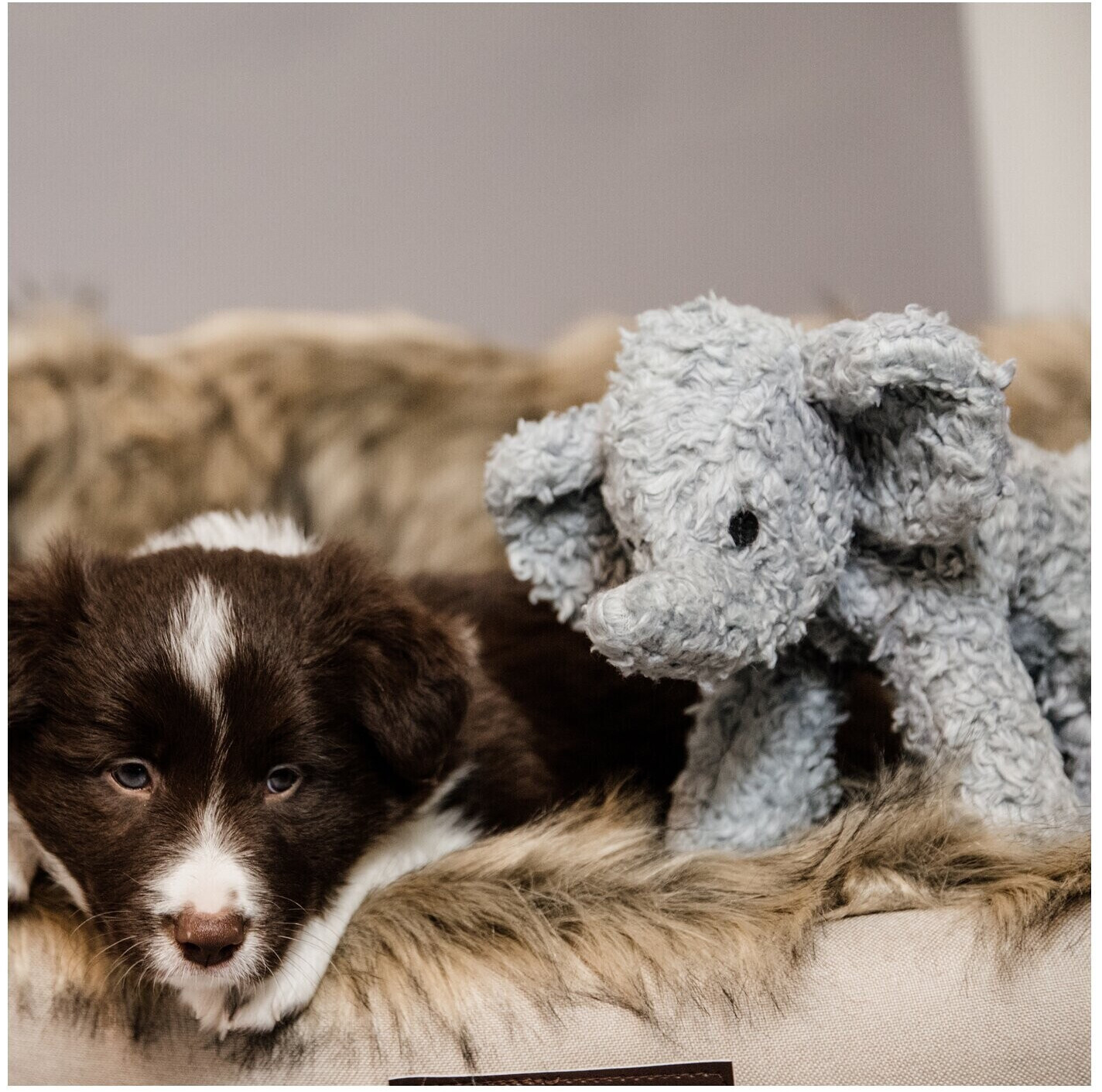 Kentucky Peluche pour chien