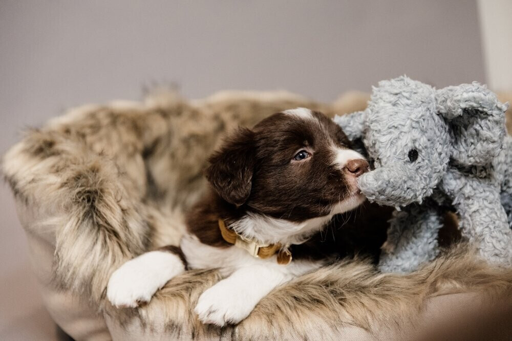 Kentucky Peluche pour chien