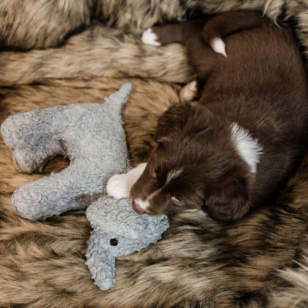 Kentucky Peluche pour chien