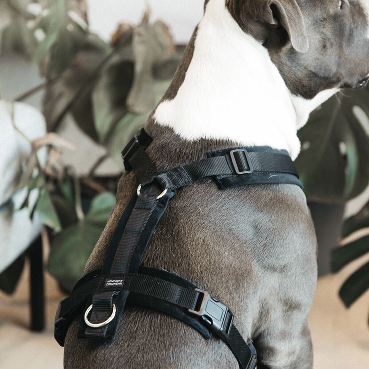 Kentucky Harnais pour chien Dog Harness Aktiv Velvet M Black Kentucky Harnais pour chien Dog Harness Aktiv Velvet M Black
