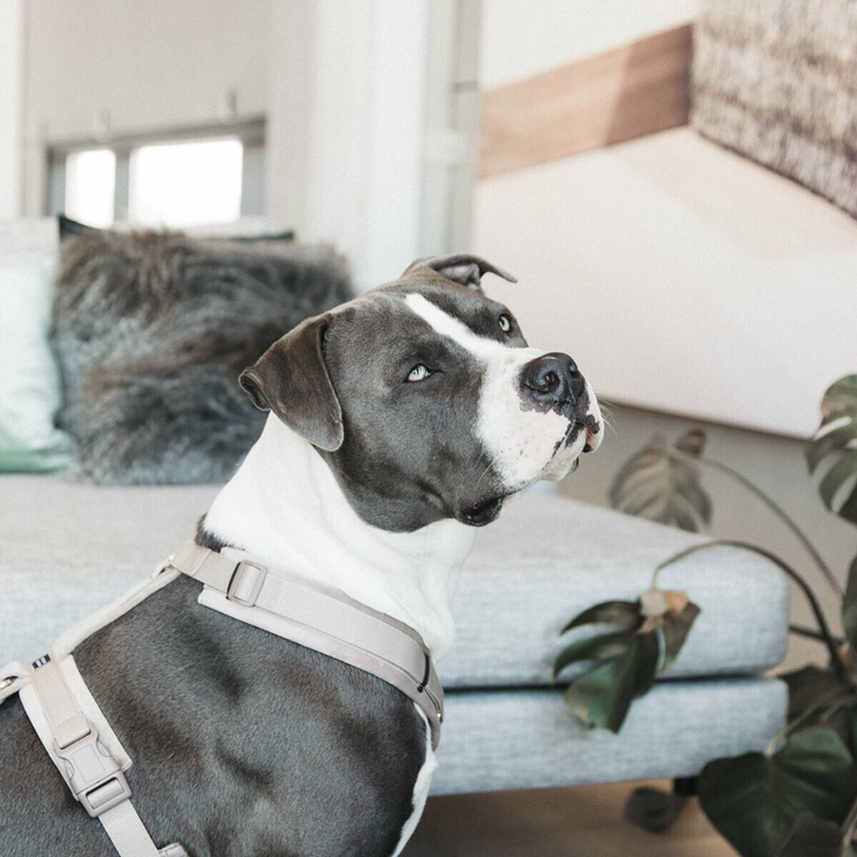 Kentucky Harnais pour chien Dog Harness Aktiv Velvet XS Beige Kentucky Harnais pour chien Dog Harness Aktiv Velvet XS Beige