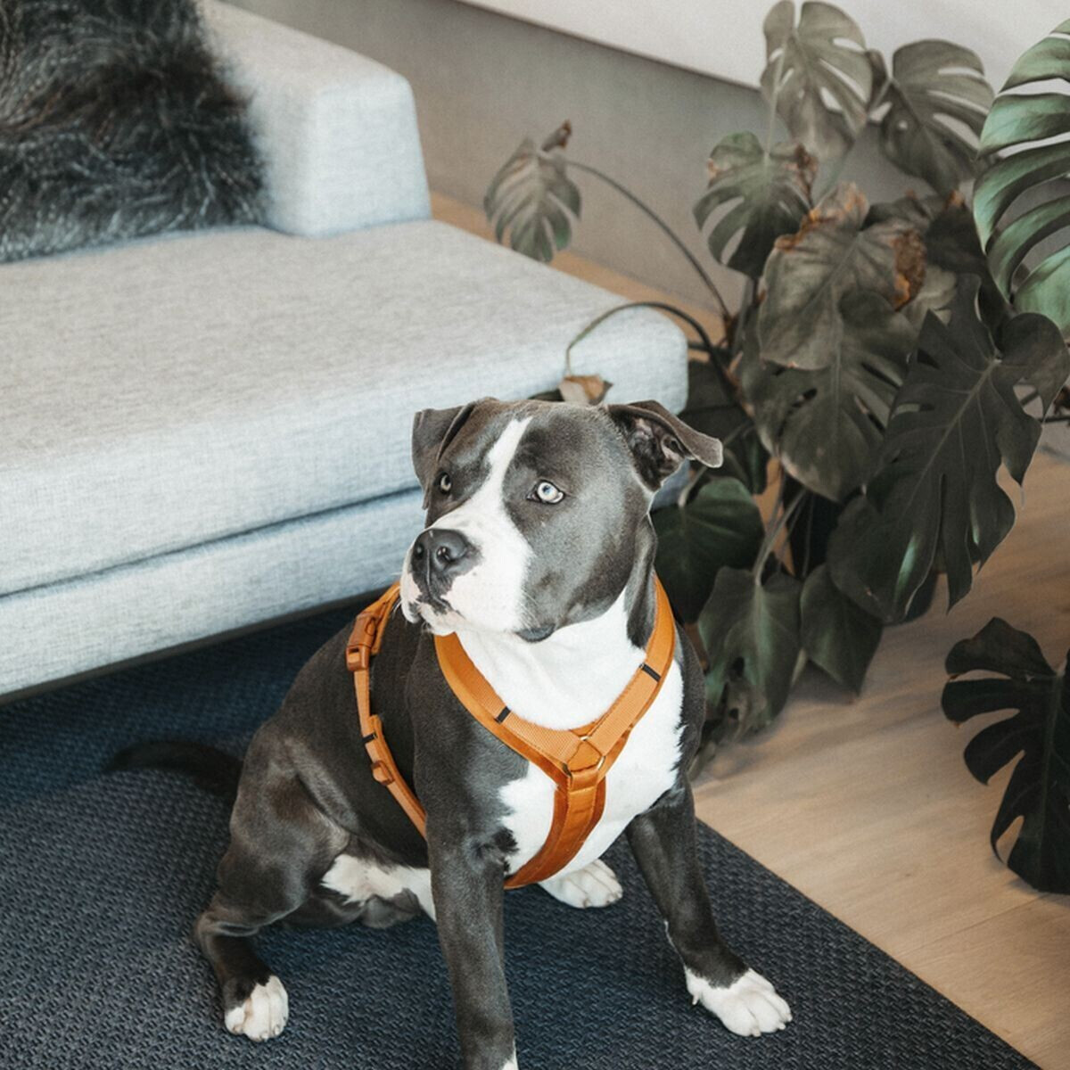 Kentucky Harnais pour chien Dog Harness Aktiv Velvet S Orange Kentucky Harnais pour chien Dog Harness Aktiv Velvet S Orange