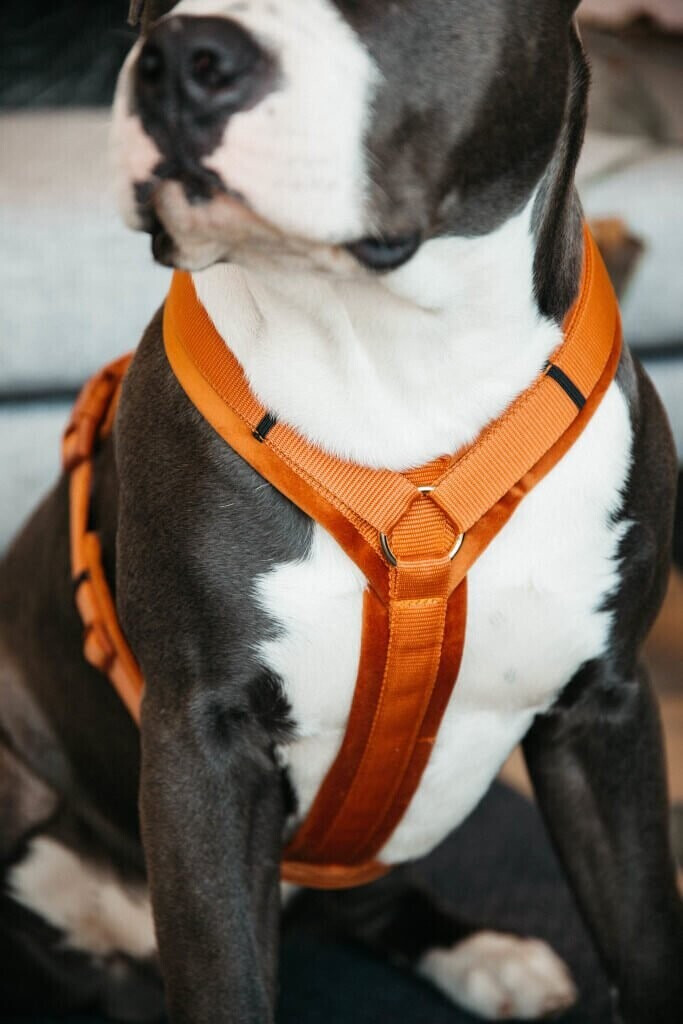Kentucky Harnais pour chien Dog Harness Aktiv Velvet M Orange Kentucky Harnais pour chien Dog Harness Aktiv Velvet M Orange