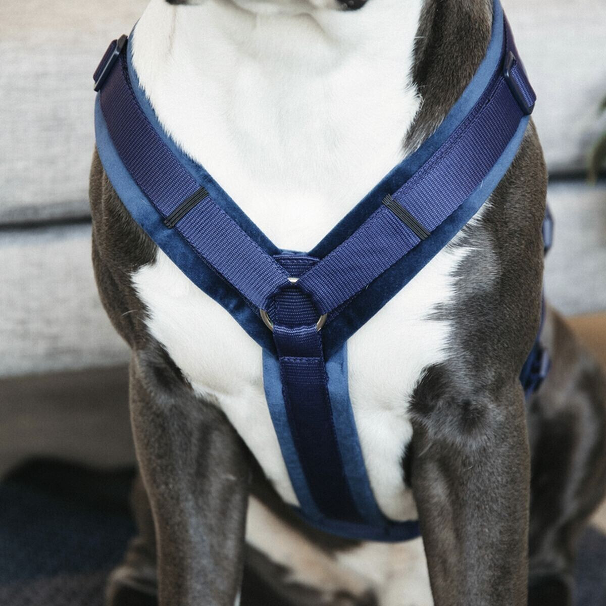 Kentucky Harnais pour chien Kentucky Harnais pour chien