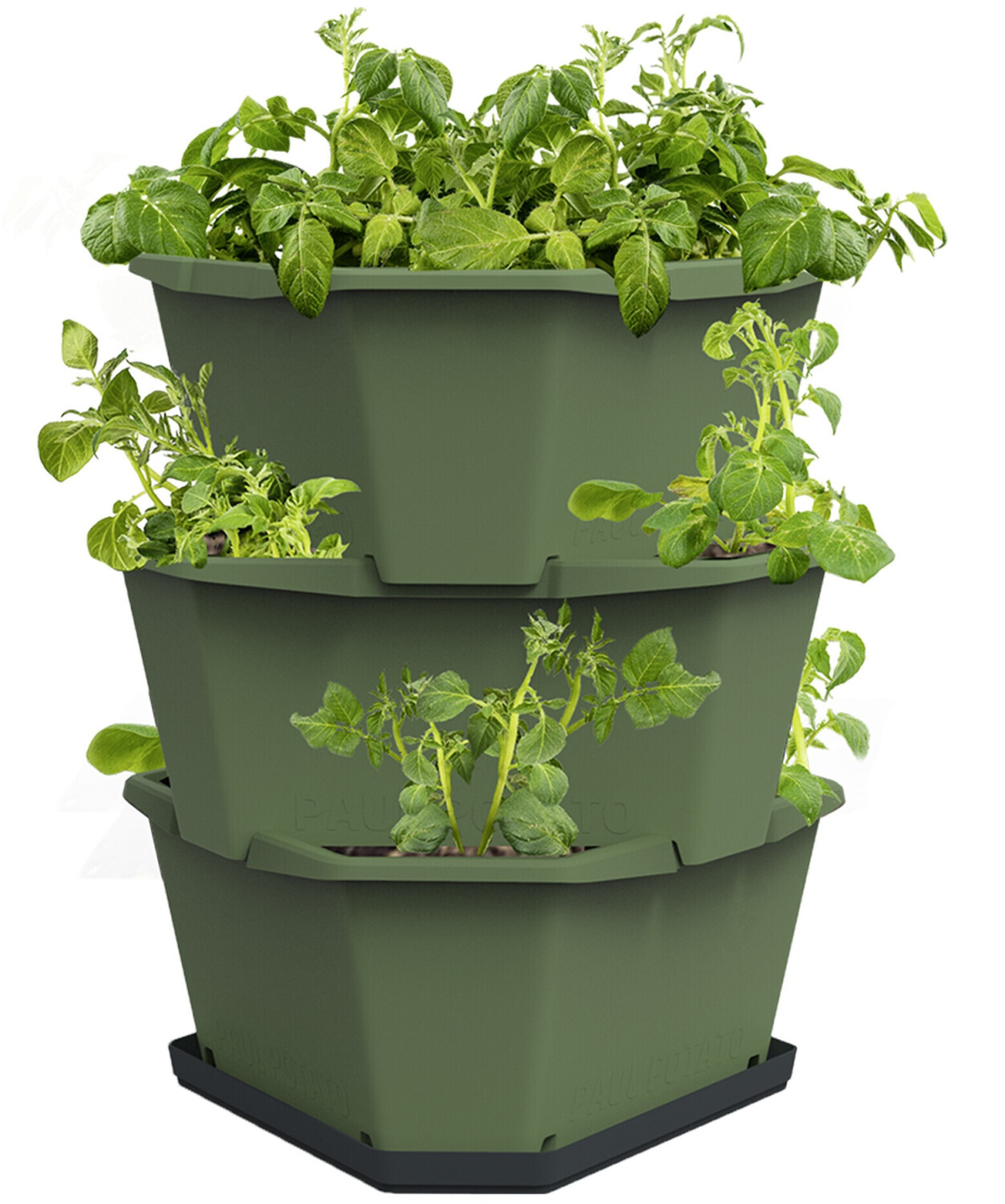 Gusta Garden Paul Potato Starter set of 3
