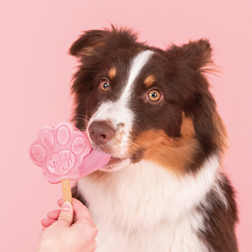 Smoofl Glace pour chien Smoofl Glace pour chien