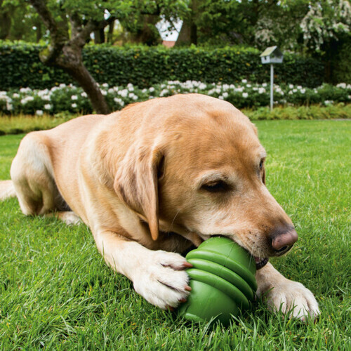 Beeztees Jouet d'occupation pour chien 6 x 6 x 8 cm green Beeztees Jouet d'occupation pour chien 6 x 6 x 8 cm green