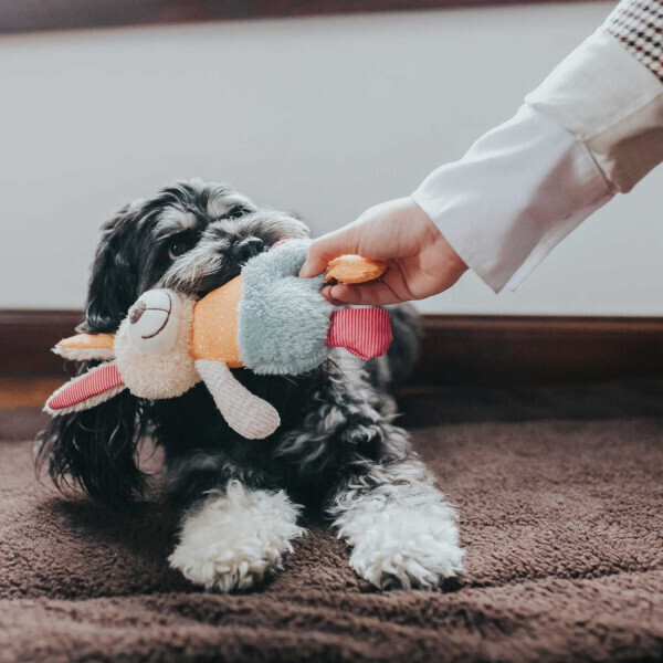 HUNTER Peluche pour chien Rabbit HUNTER Peluche pour chien Rabbit