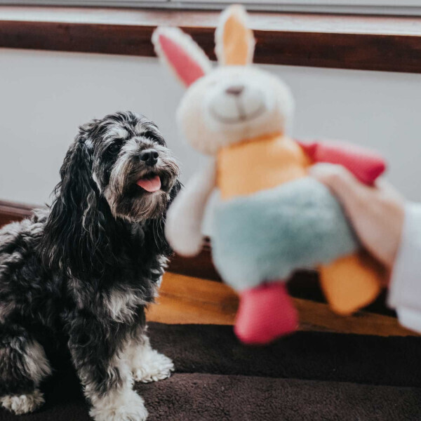 HUNTER Peluche pour chien Rabbit HUNTER Peluche pour chien Rabbit