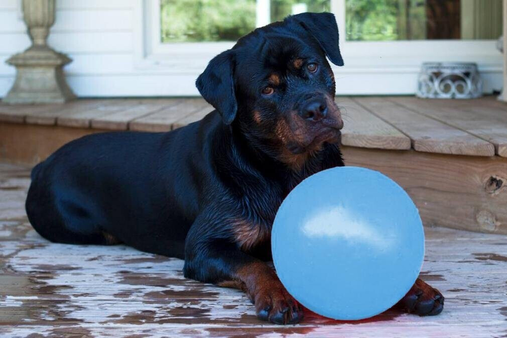 Jolly Pets Balle pour chien 20cm baby blue