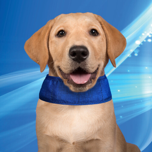 Aqua Coolkeeper Cooling dog collar 4XL 73-81cm Pacific Blue