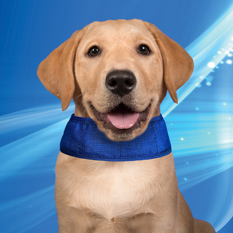 Aqua Coolkeeper Cooling dog collar XS 16-19cm Pacific Blue