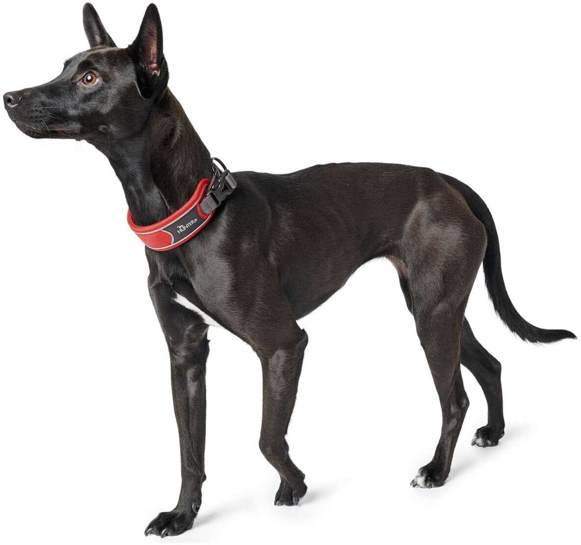 HUNTER Collier pour chien Dog Collar Divo XL Red/Grey HUNTER Collier pour chien Dog Collar Divo XL Red/Grey
