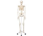 3B Scientific Stan A10 Human Anatomy Skeleton Model