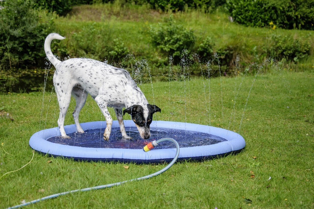 Dobar Piscine pour chien Dobar Piscine pour chien