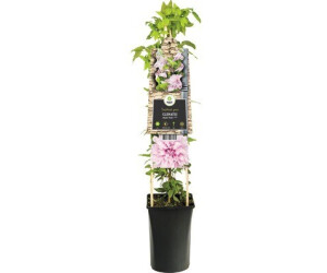 Farbauswahl UK Verkäufer 25x Waldrebe Hybrid Blumensamen Gartenpflanze 