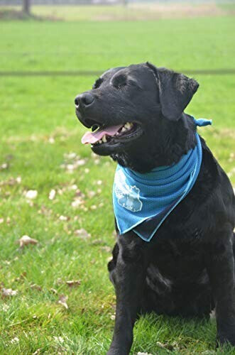 Coolpets Bandana pour chien L 60x60cm Coolpets Bandana pour chien L 60x60cm