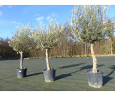 Topf.- A+ Höhe ca Olivenbaum Olea Europea in Strauchform 75 cm inkl 