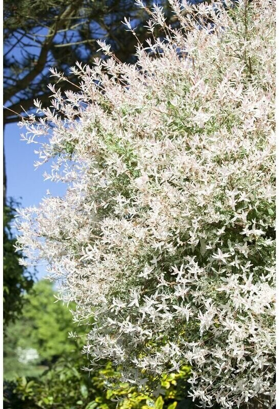 Pflanzenfürdich HarlekinWeide 'Hakuro Nishiki' Salix integra 'Hakuro
