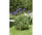 Pflanzen-für-dich Garten-Schmucklilie, blau Agapanthus africanus, blau P 0,5