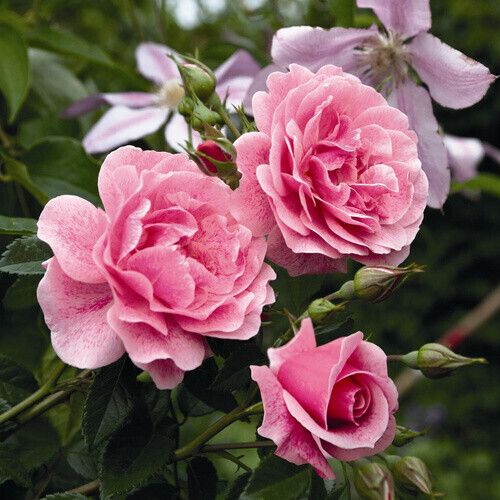 Rosen Tantau Kletterrose Camelot rosa rosa ab 21,33 € Preisvergleich