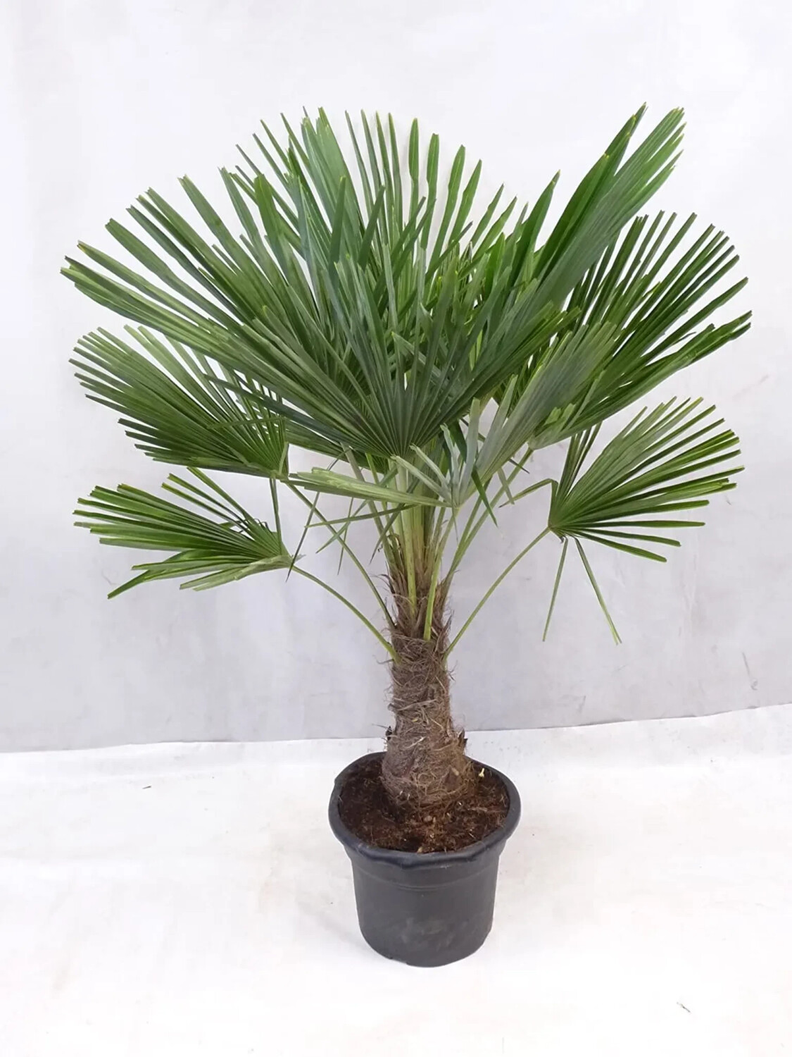 Palmenlager Winterharte Palme 130cm ab 69,90 € Preisvergleich bei