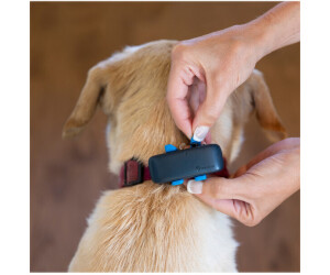 Tractive GPS Tracker für Hunde und Katzen mit Aktivitätstracking