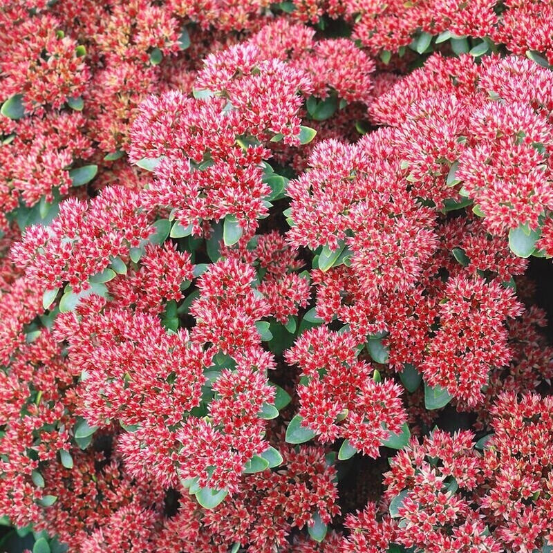PflanzenKölle GartenFetthenne Herbstfreude rosa 3erSet ab 12,99