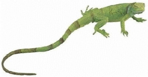 Plastoy Iguane bébé