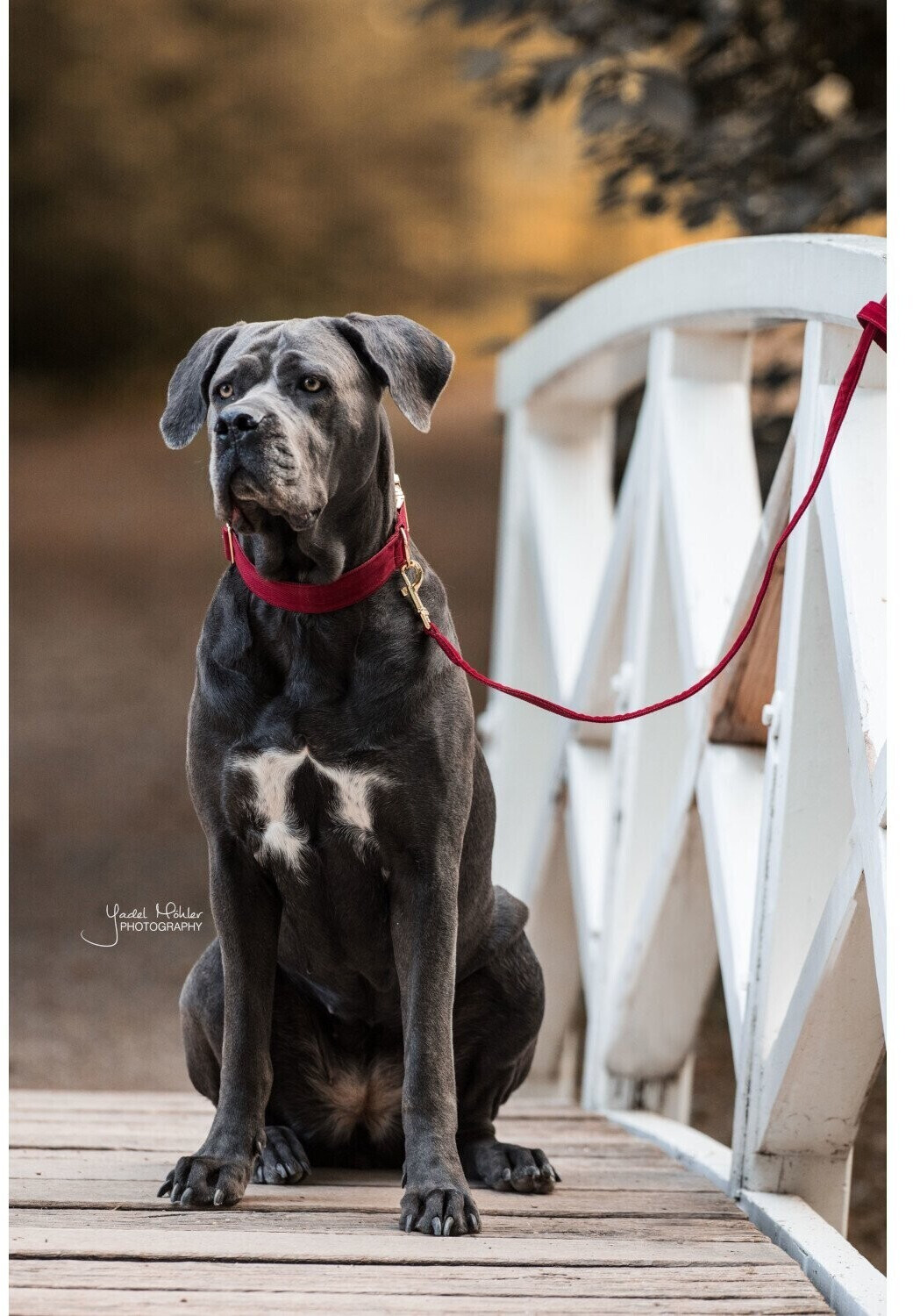 Kentucky Laisse classique pour chien 120cm Black