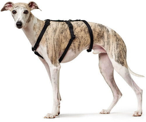 American tourister dog harness store
