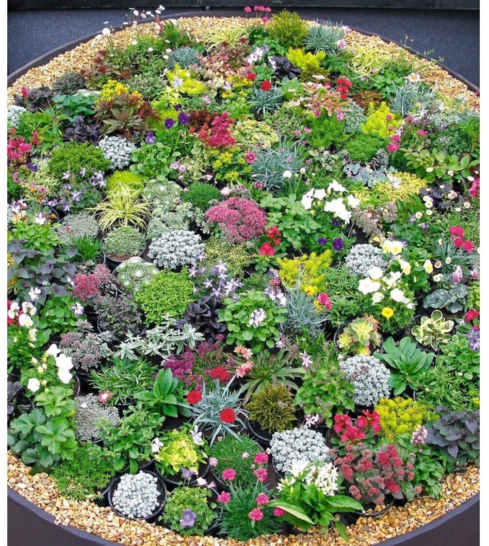 BaldurGarten SteingartenStaudenMix 10 Pflanzen winterhart (H1729