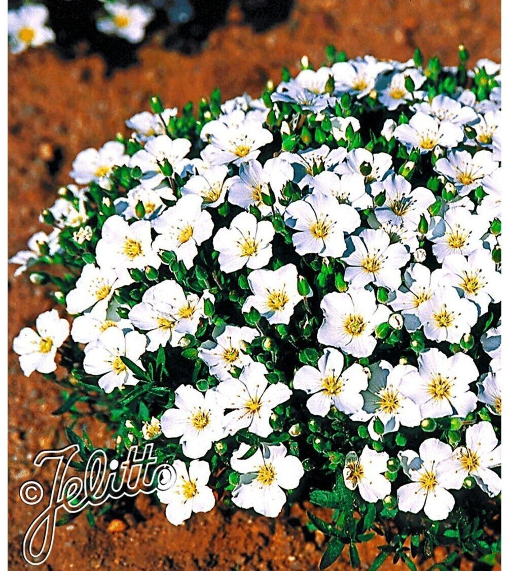 BaldurGarten Bodendecker winterharte Bergsandblume, 3 Pflanzen
