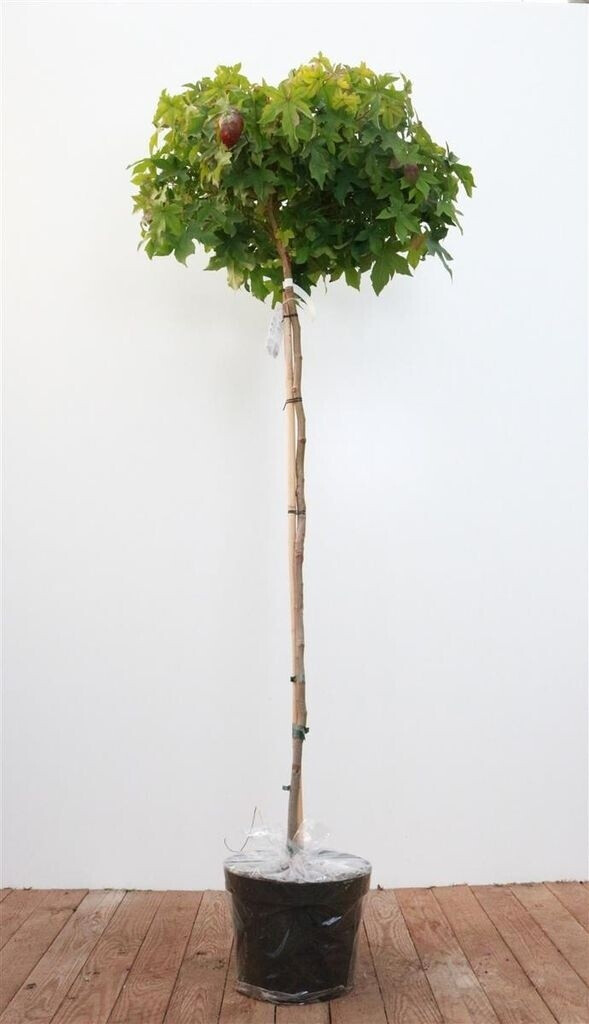 Pflanzenfürdich KugelAmberbaum 'Gum Ball' Liquidambar styraciflua