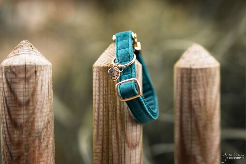 Kentucky Collier pour chien