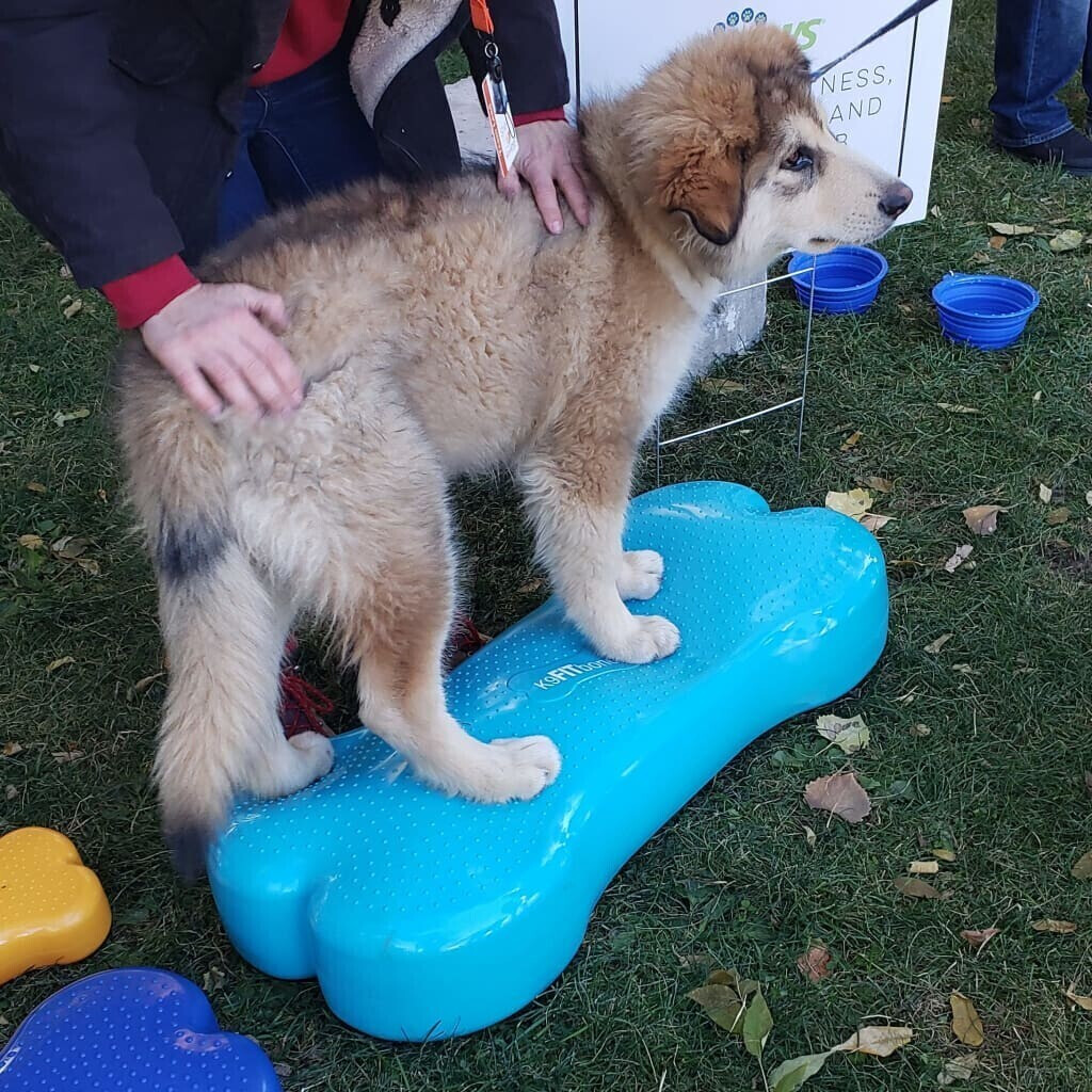 FitPAWS Jouet d'occupation pour chien Aqua