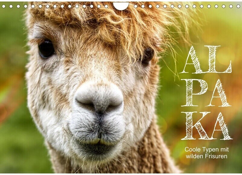 Calvendo Alpaka, coole Typen mit wilden