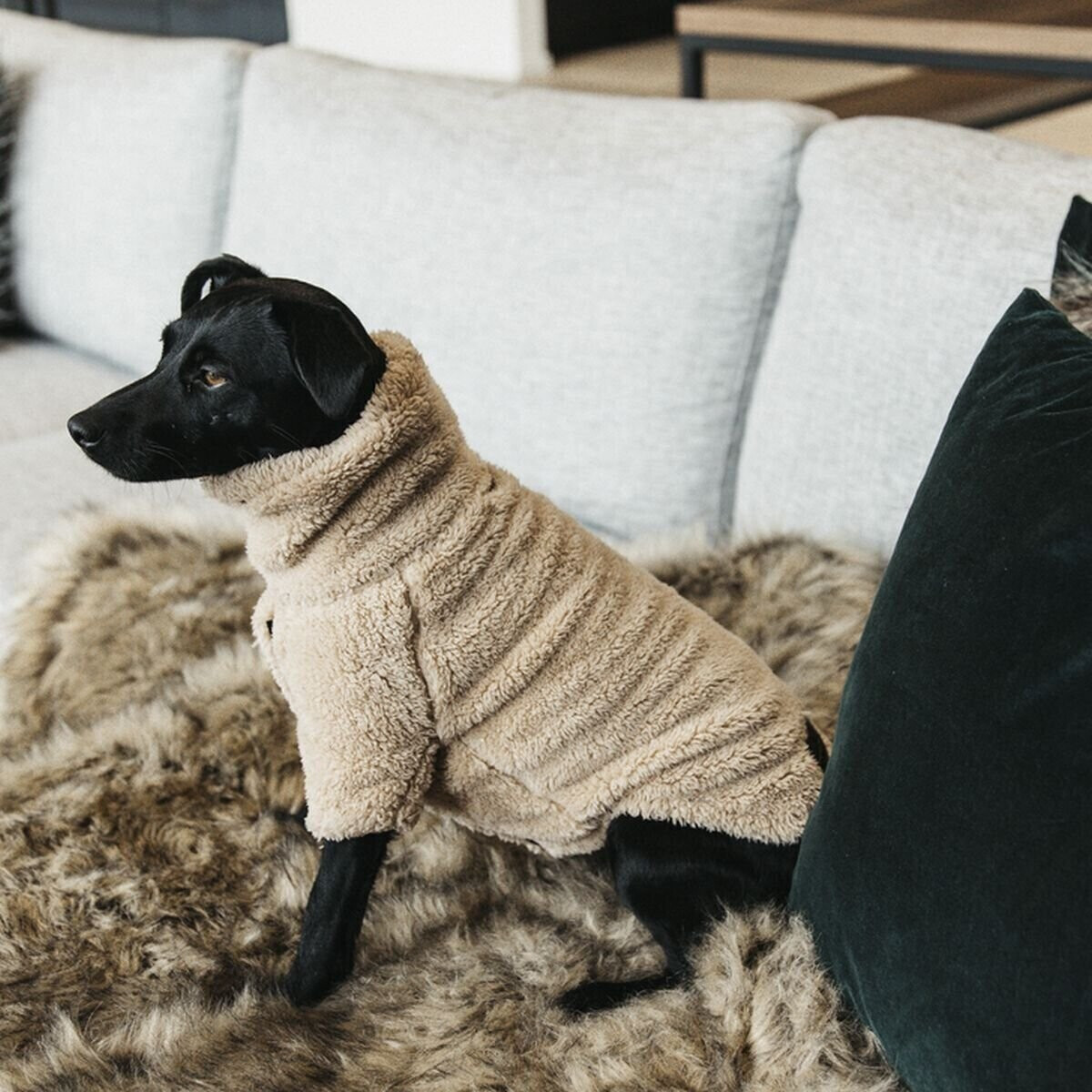 Kentucky Pull pour chien S-M Beige Kentucky Pull pour chien S-M Beige
